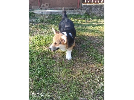 Corgi Welsh Pembroke